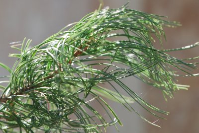 Pinus strobus 'Contorta' - borovice hedvábná 'Contorta' - větévka